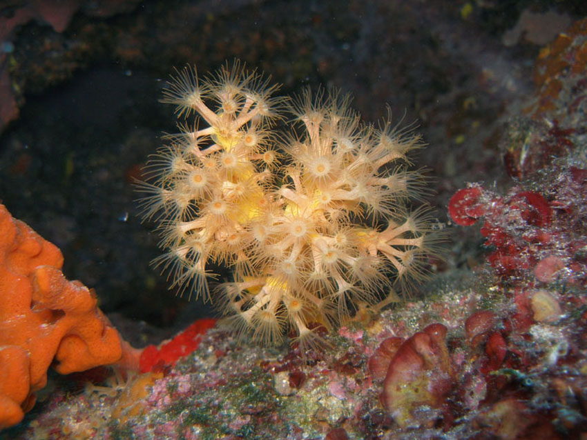 Parazoanthus axinellae (Schmidt, 1862)